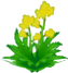 Fichier:Fleurs jaunes XY.png