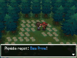 Fichier:Forêt d'Empoigne Baie Prine 2 N2B2.png