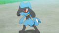 Riolu