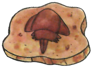 Fossile Dôme-RV.png