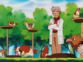 Roucool, Roucoups et Piafabec (du Laboratoire Pokémon du Professeur Chen)