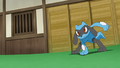 Riolu (de Sacha)