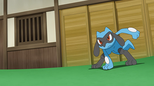 LV039 - Riolu de Sacha.png