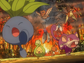 Mystherbe, Rozbouton, Piafabec, Papilusion, Tylton, Doduo et Rattata (sauvages)