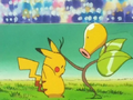 Pikachu (de Sacha) et Chétiflor (de Janette Ossec)