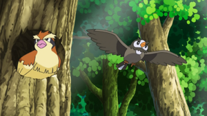 NB142 - Roucool et Étourmi.png