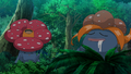 Rafflesia et Ortide (sauvage)
