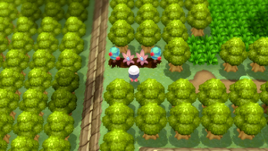 Route 225 Arbres à Baies DEPS.png