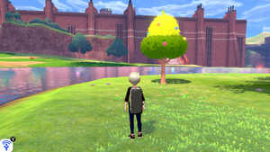 Œil du Lac Arbre à Baies EB.png