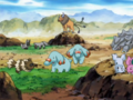 Tauros, Phanpy, Medhyèna et Zigzaton (sauvages)