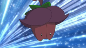 Ceriflor de Vera.png