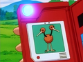 Description de Doduo dans l'épisode 73.