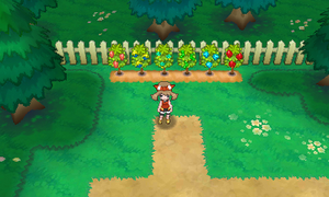 Route 123 Arbres à Baies 2 ROSA.png