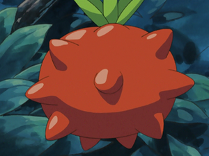 Baie Tamato animé.png