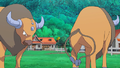 Tauros (de la ferme de Kiawe)