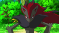 ► Zoroark ► (sauvage)