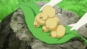 XY123 - Baie Sitrus.png