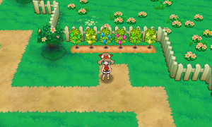 Route 123 Arbres à Baies 4 ROSA.png