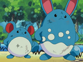 Marill et Azumarill (sauvages)