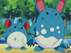 AG002 - Marill et Azumarill.png