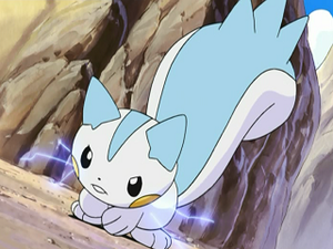 Pachirisu de Sacha.png