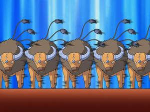 Tauros Reflet.png