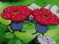 Rafflesia (sauvages)