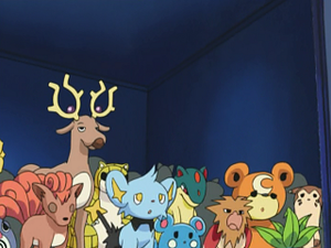 DP010 - Teddiursa d'un Dresseur.png