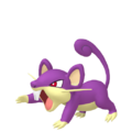 Rattata