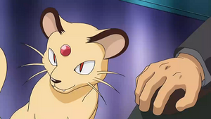 NB142 - Persian de Giovanni.png