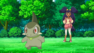 NB085 - Coupenotte d'Iris.png