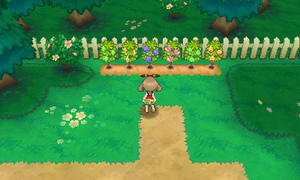 Route 123 Arbres à Baies 3 ROSA.png