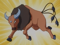 Tauros (de Sacha)