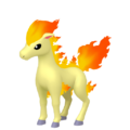 Ponyta