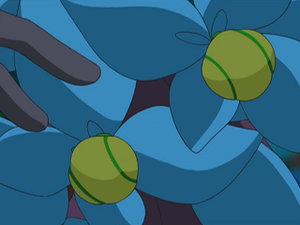 Baie Prine animé.png