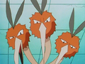 Dodrio (blessé)