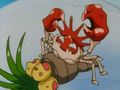 Krabby venant d'évoluer.