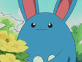 Azumarill (sauvage)