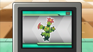 NB053 - Maracachi Pokédex.png