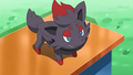 Zorua (de Luke)