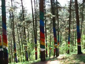 Forêt d'Oma.jpg