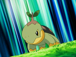 DP047 - Tortipouss de Sacha.png