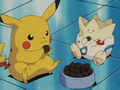 Pikachu (de Sacha) et Togepi (d'Ondine)