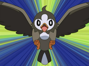 DP003 - Étourmi de Sacha.png