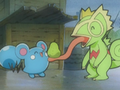 Kecleon (sauvage) et Azurill (sauvage)