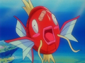 Magicarpe (sauvage)