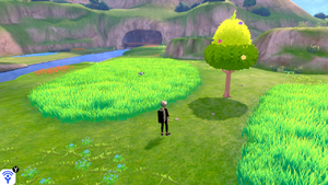 Plage de l'Épreuve Arbre à Baies 1 EB.png