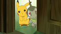 Pikachu (de Sacha) et Coupenotte (d'Iris)