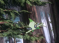 Celebi (sauvage)