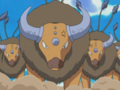 Tauros (de Sacha)